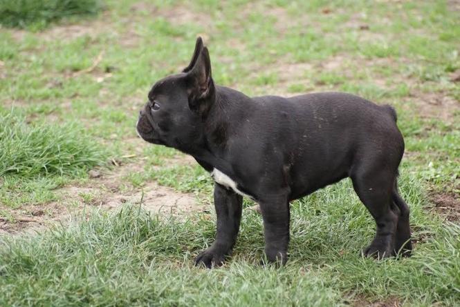 Francuski buldog zensko stene 