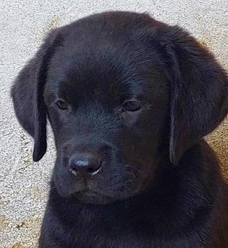 Labrador stenci