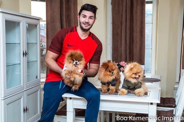 Pomeranac-Boo-medvedic