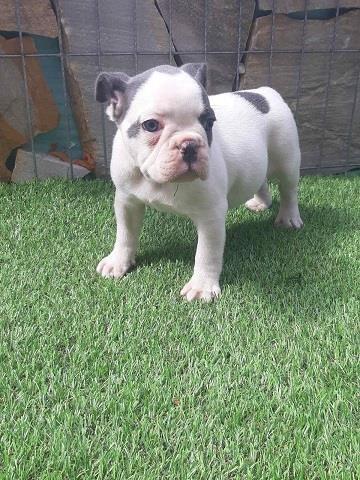 Francuski buldog stenci