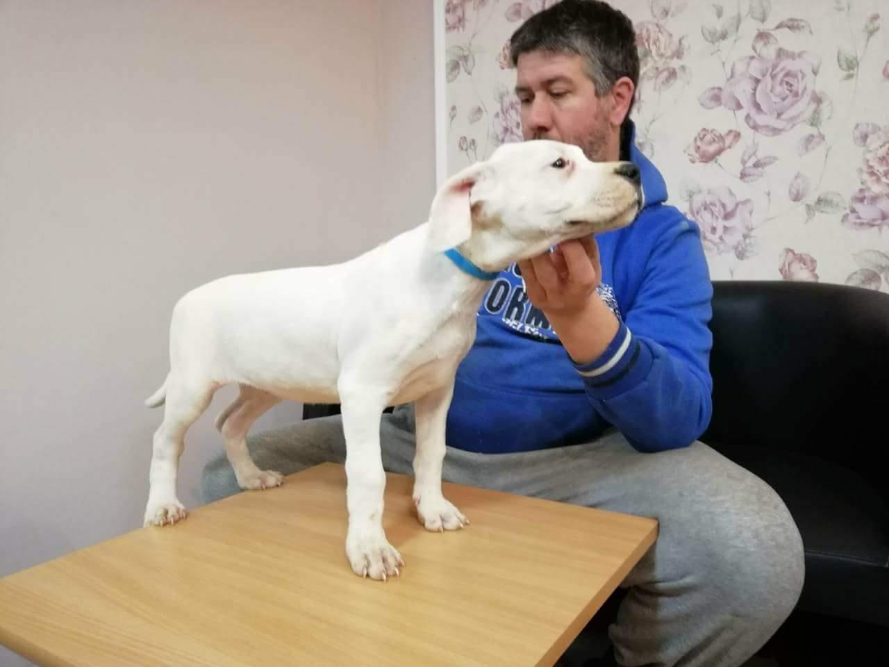Dogo-Argentino-stenci