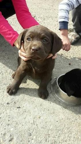 Labrador stenci