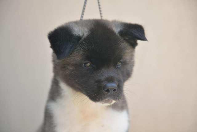Američka-akita--štenci