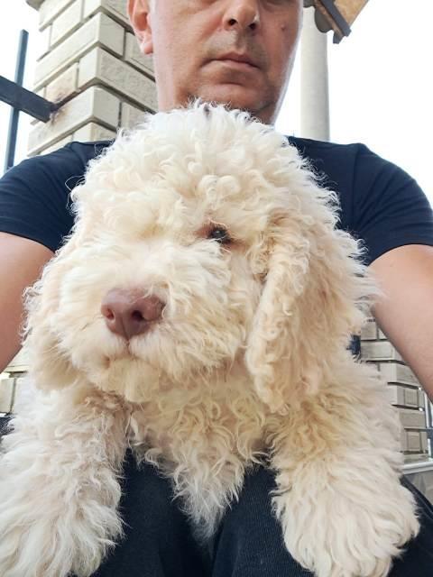 Lagotto-Romagnolo-štenci