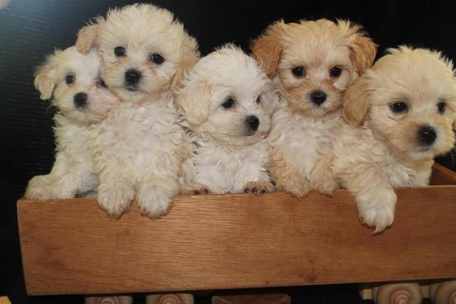 Maltipoo štenci