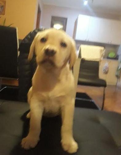 Labrador štenci  vrhunskog porekla 