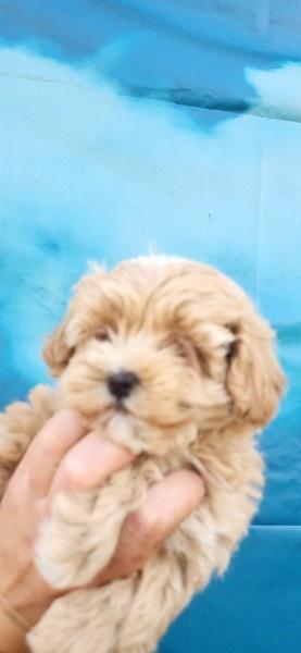 Maltipoo-stenci