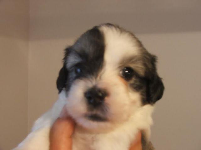 Coton-de-tulear