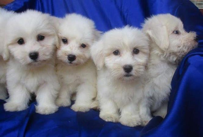 COTON DE TULEAR stenad - garancija kvaliteta