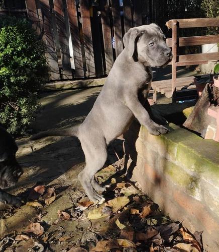 Cane Corso štenci