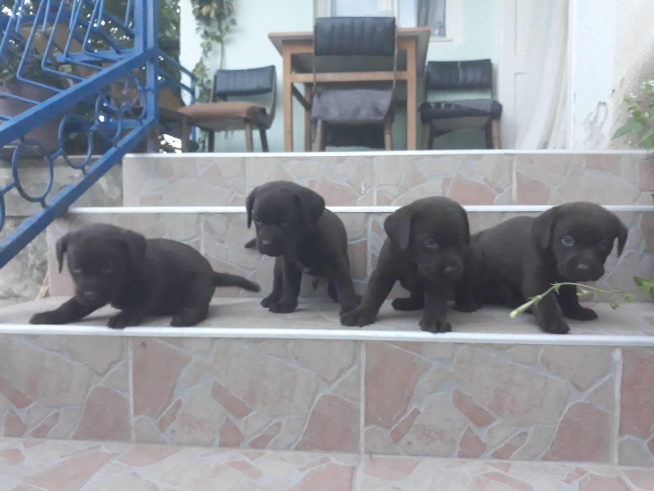 Labrador-stenad
