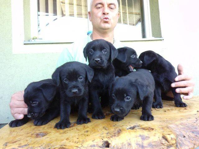 Labrador retriver stenci - vrhunsko leglo