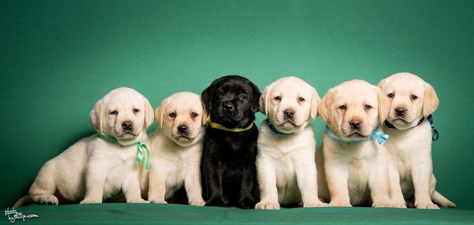 LABRADOR RETRIVER stenad vrhunskog porekla