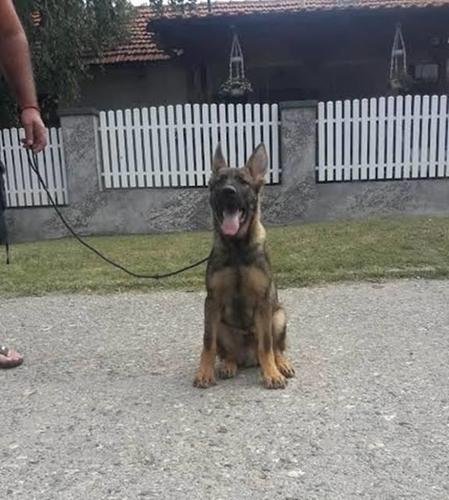 Nemački Ovčar, štenci 