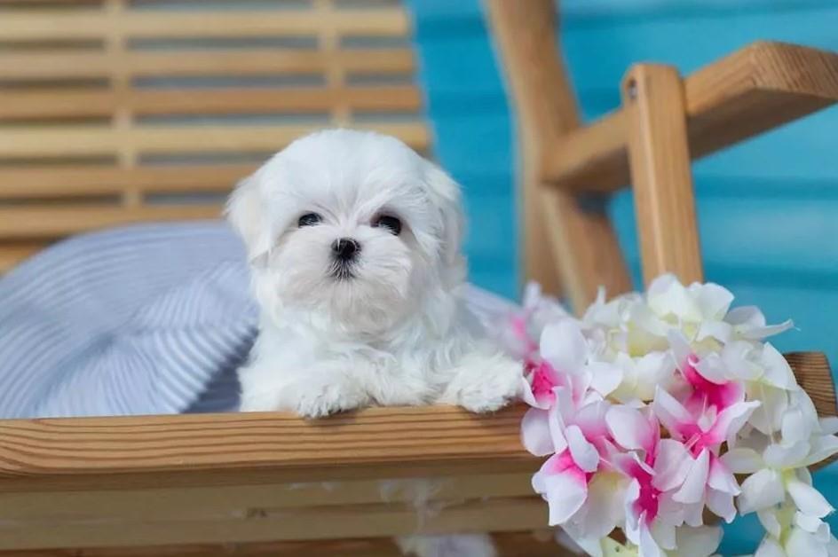 Maltezer-i-coton-de-tulear-stenci-na-prodaju-