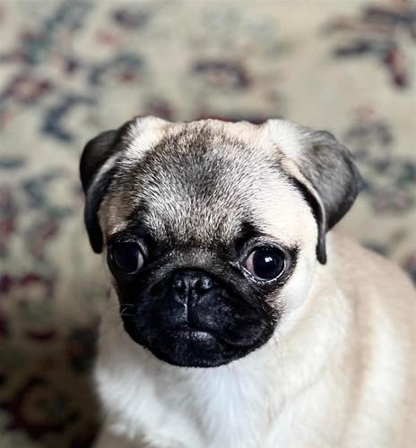 Mops štenci