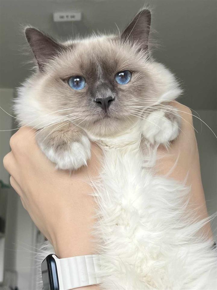Sveta-Birma-i-Ragdoll-mačići