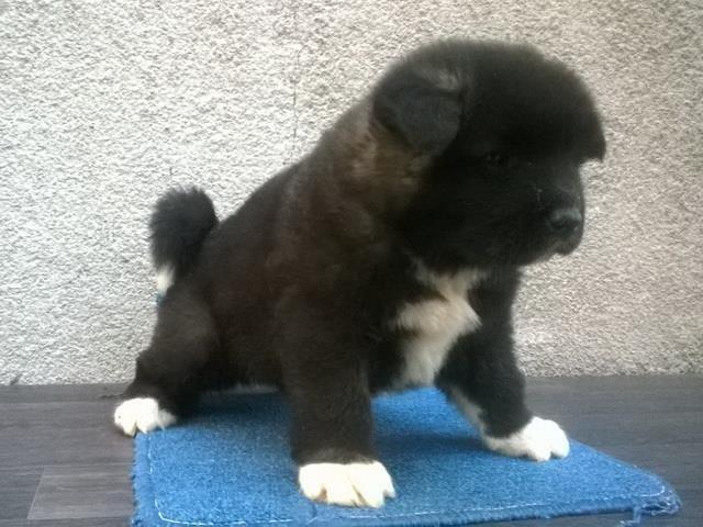 Americka akita, stenad