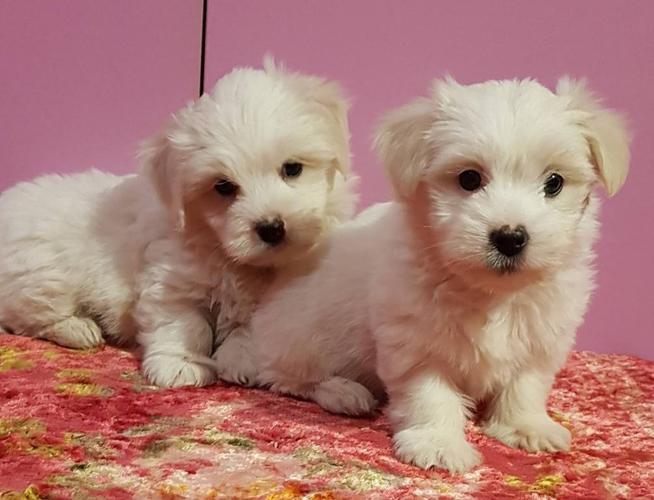 Coton de Tulear -Tulearski pas