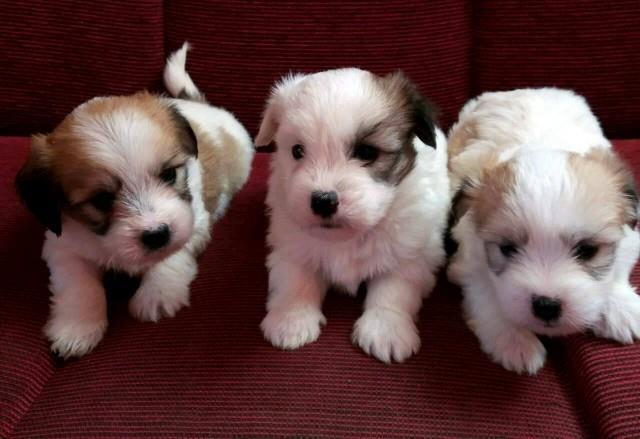 Coton de Tulear - Tulearski pas