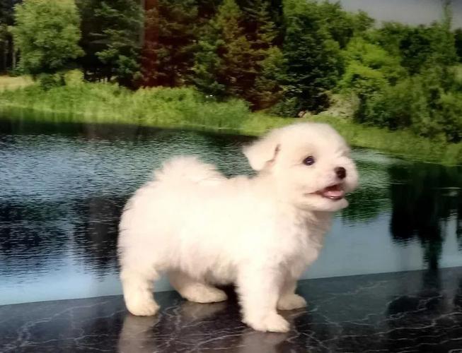 Maltezer i coton de tulear štenci na prodaju
