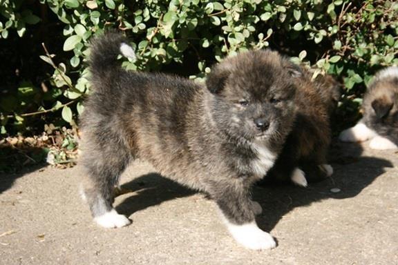 Japanska-Akita-Inu
