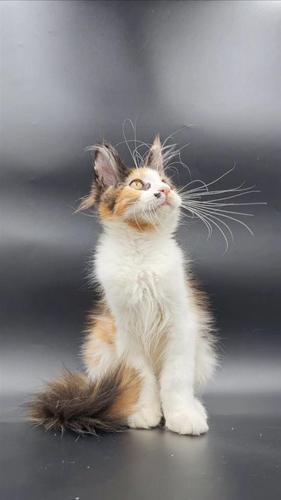 MONIQUE  Maine Coon ekzoticna lepotica