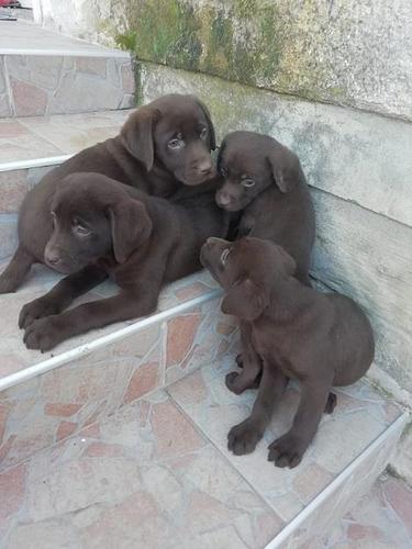 Labrador štenci