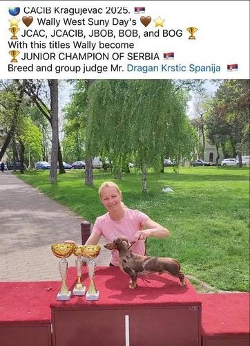Jazavičari kratkodlaki kunićari