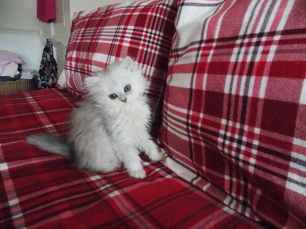Persian-Kittens