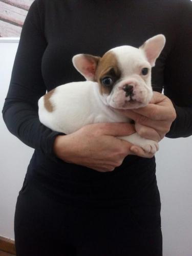 Francuski buldog prvobirano stene