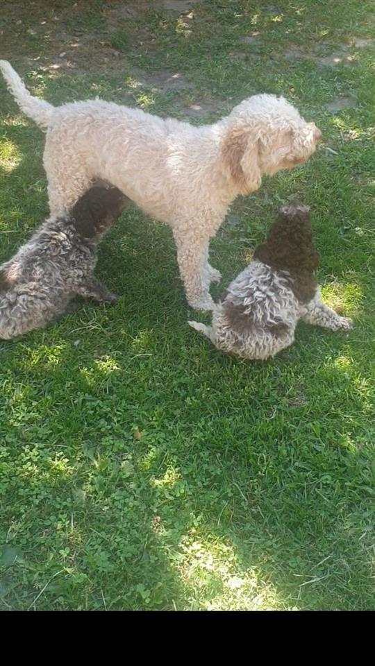 Lagotto-romagnolo-štenci