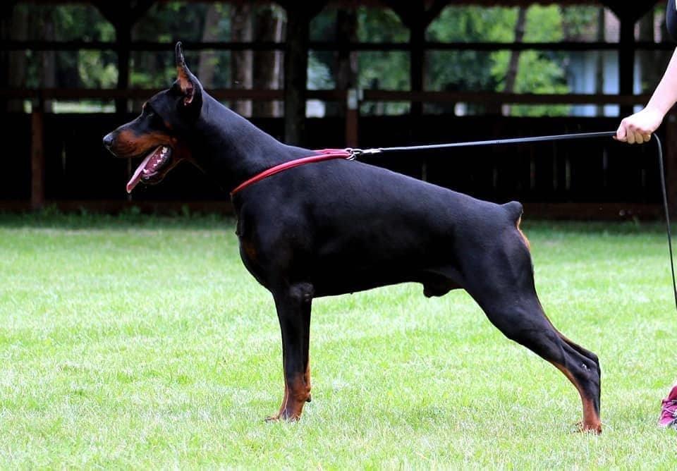 Stenci-DOBERMANA-sampionskog-porekla