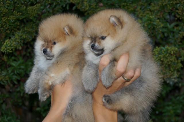 Pomeranski-špic-Pomeranac-Pomeranian-Boo-štenci