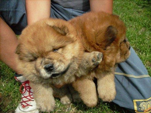 Chow chow stenad