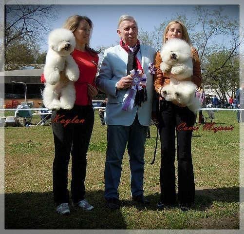 BICHON FRISE izlozbeni muzjak