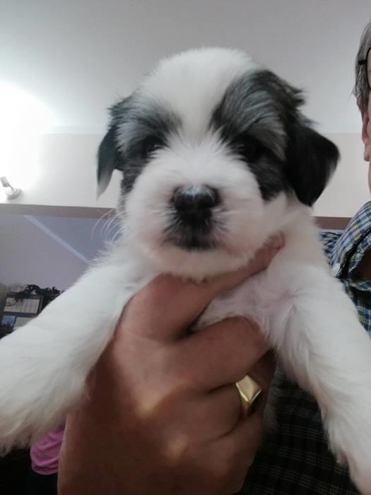 Coton-de-tulear