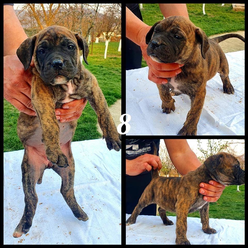 Vrhunska-stenad-Prese-Canario