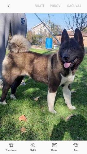 Amiricka Akita