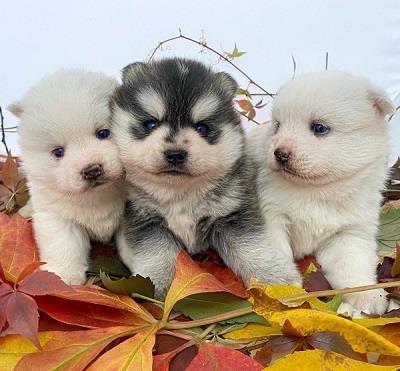 Pomsky- pomski plavooki, patuljasti i mini 