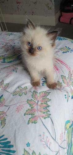 prekrasan ragdoll mačić dostupan