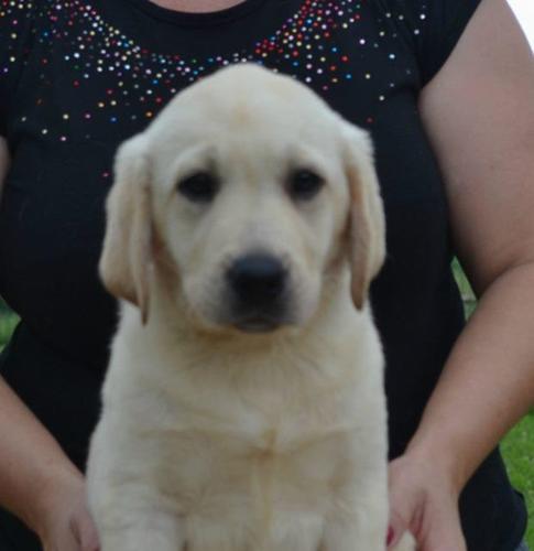 Labrador retriver stenci 
