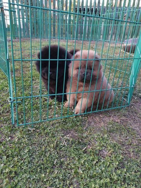 Chow-chow-cau-cau-stenad