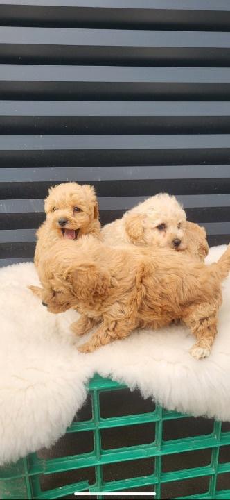 Maltipoo--bipoo