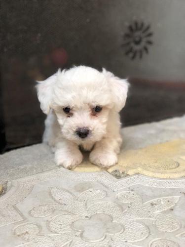 Bichon Frise štenci Kc Registrirani
