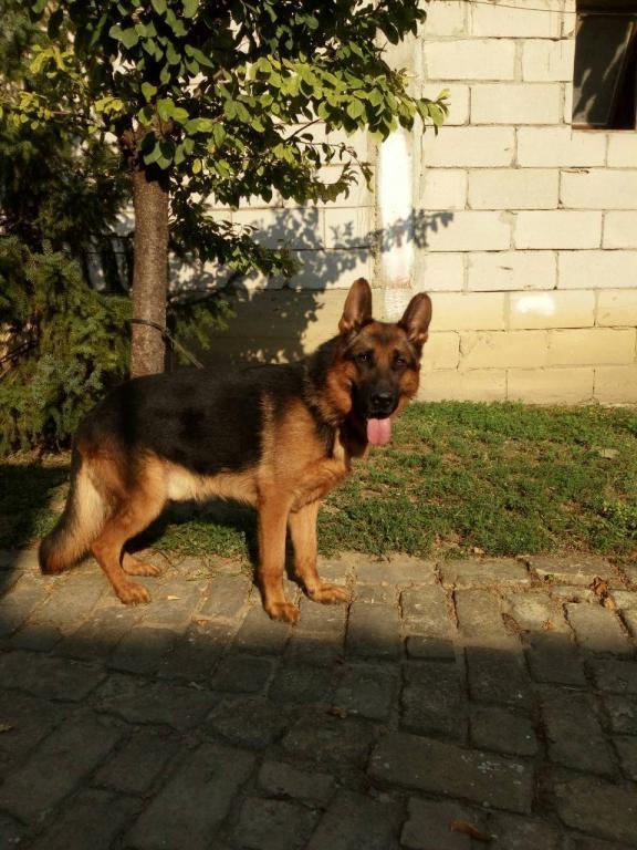 Nemački-ovčar