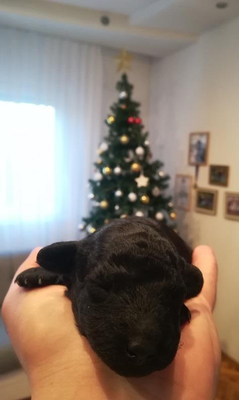 Francuska-toy-pudla--štenci