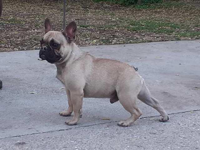 Francuski-buldog--zreli-psi