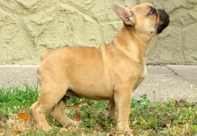 FRANCUSKI BULDOG - prelepo musko stene