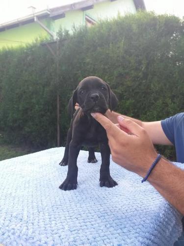 Cane corso stenci